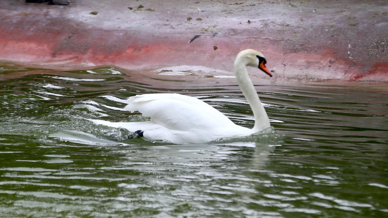 İnsanlar merak ederek geliyor