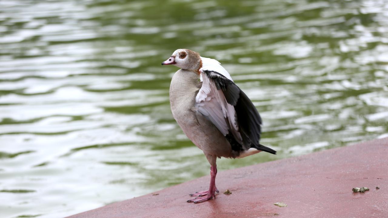 Tropikal hayvanlar ilgi görüyor