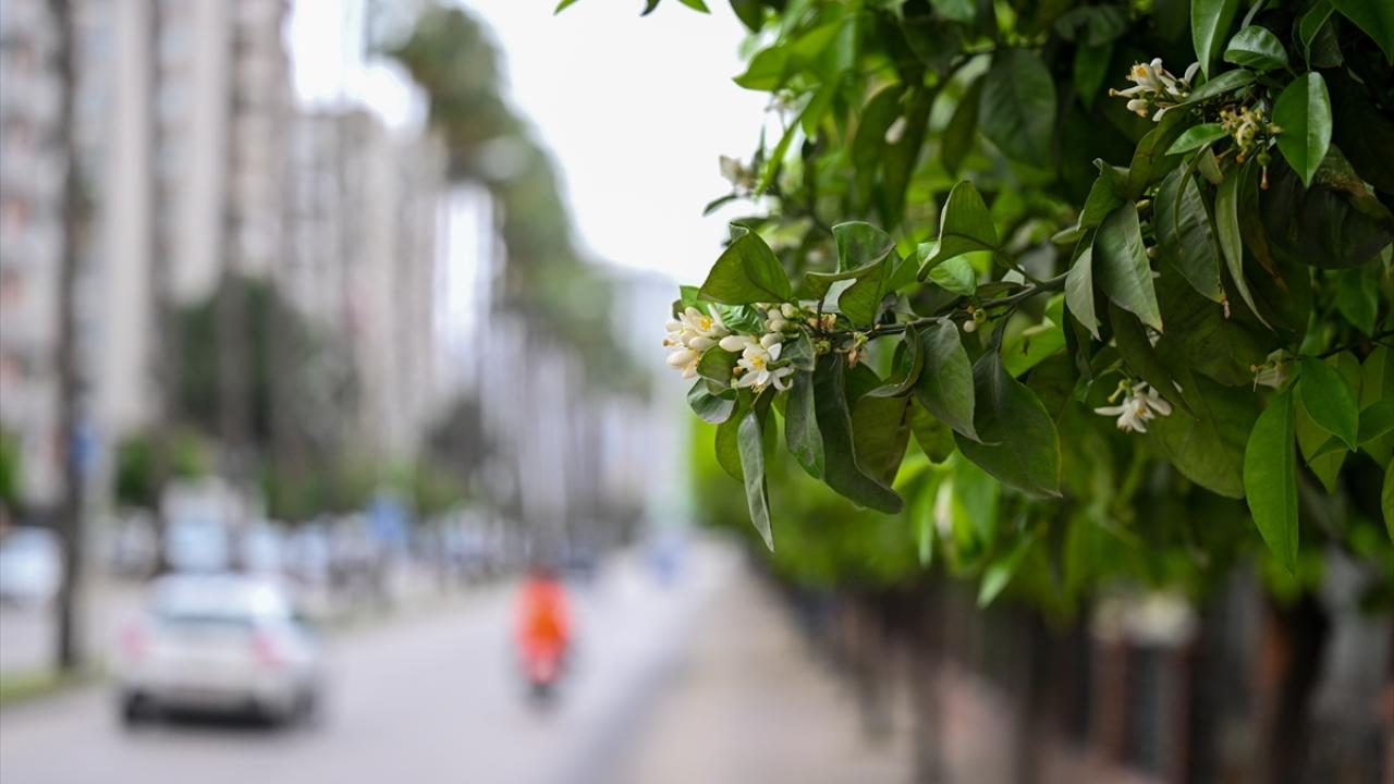 "Adanalılar etkinlikleri, festivalleri, karnavalları çok seviyor"