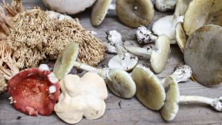 Türkiye'de 100'den fazla zehirli mantar var