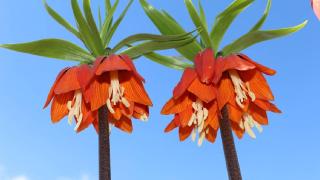 Şırnak'ta baharda açan ters laleler doğayı renklendirdi