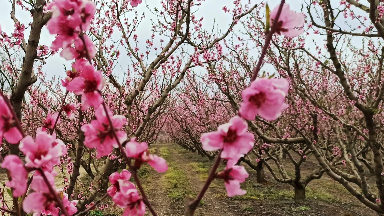 "Üreticilerimiz çok güzel sezon geçirecek"