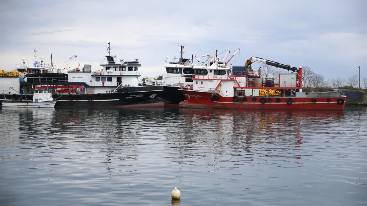 Bol miktarda kalkan avı fiyatları düşürdü