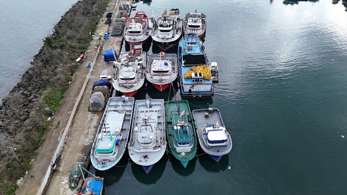  Trabzon`da mezgit ve istavrit bolluğu devam ediyor