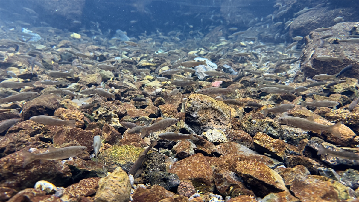 "Su altından yapılan çekimlerde ayrı bir dünya"