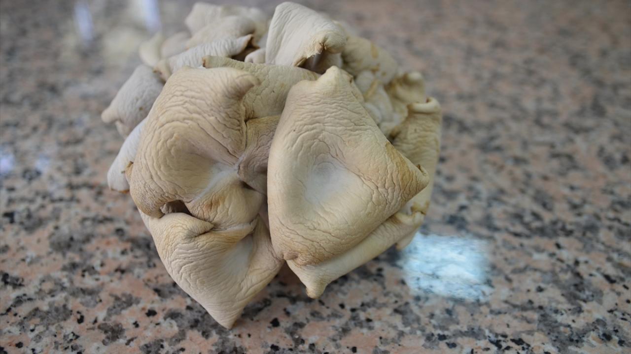 "Yaklaşık 30 bin örneğimiz var"