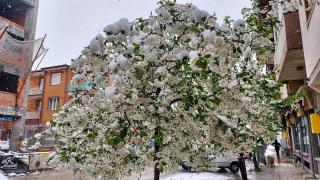 Amasya'da çiçek açan meyve ağaçları kar altında kaldı