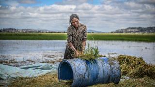 Antananarivo'da çeltik işçilerinin zorlu mesaisi