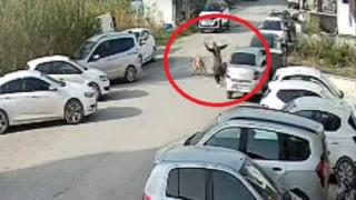 Hatay'da başıboş sokak köpekleri kadına saldırdı