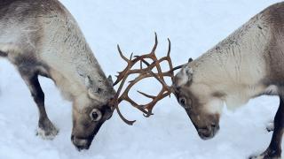 Norveç'in Tromso kentindeki ren geyiği çiftliği