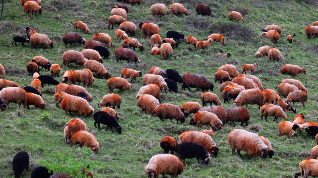 "2 bine yakın hayvanla yaylaya çıkacağız"