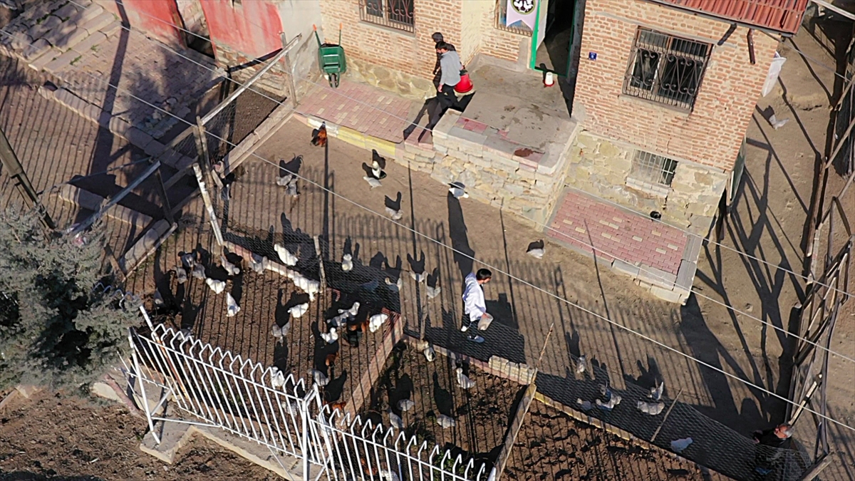 İki arkadaş müstakil evi sultan tavuğu üretimi için adeta "AR-GE" merkezine dönüştürdü