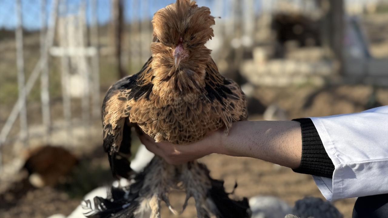 "Gayemiz bu özel ırkı dünyaya duyurabilmek"
