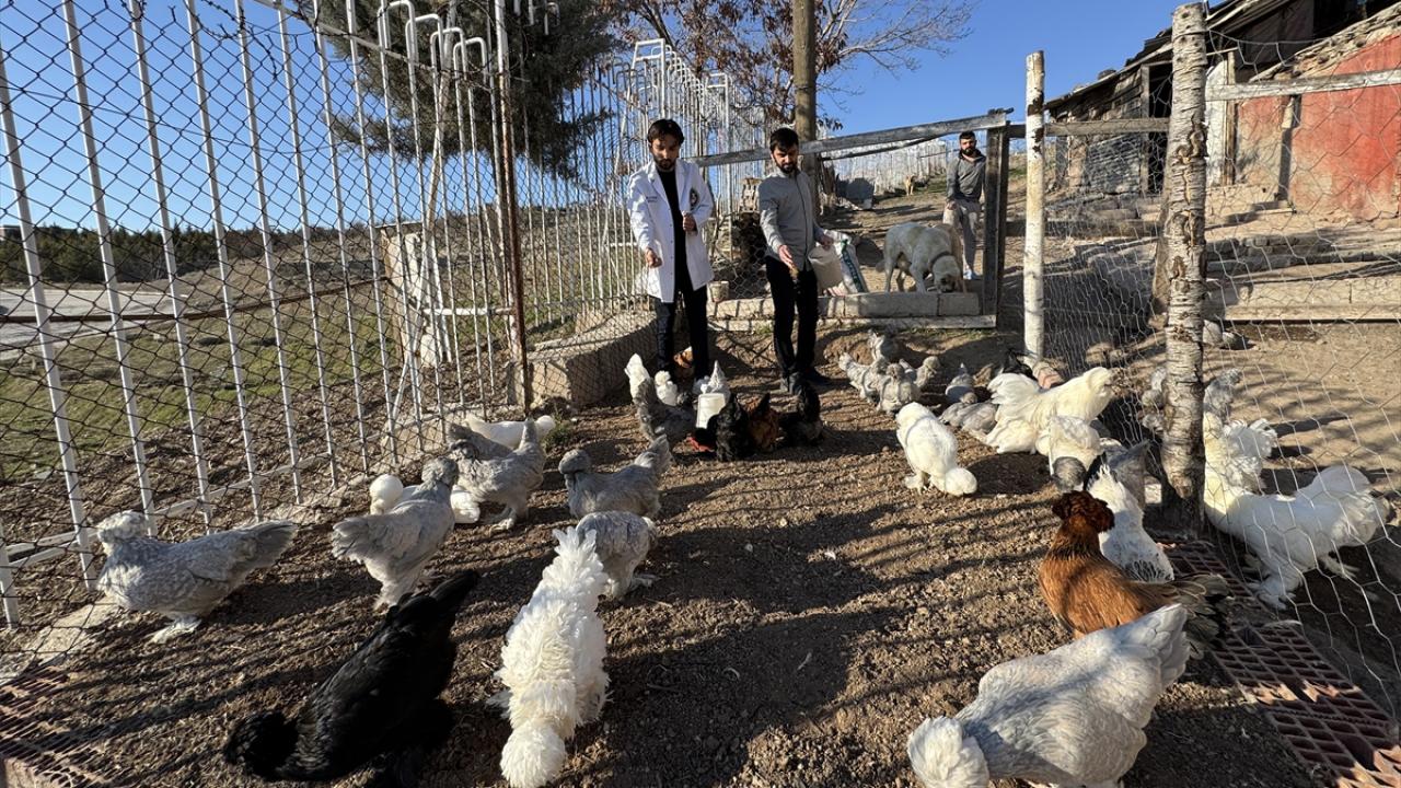 İki arkadaş müstakil evi sultan tavuğu üretimi için adeta "AR-GE" merkezine dönüştürdü