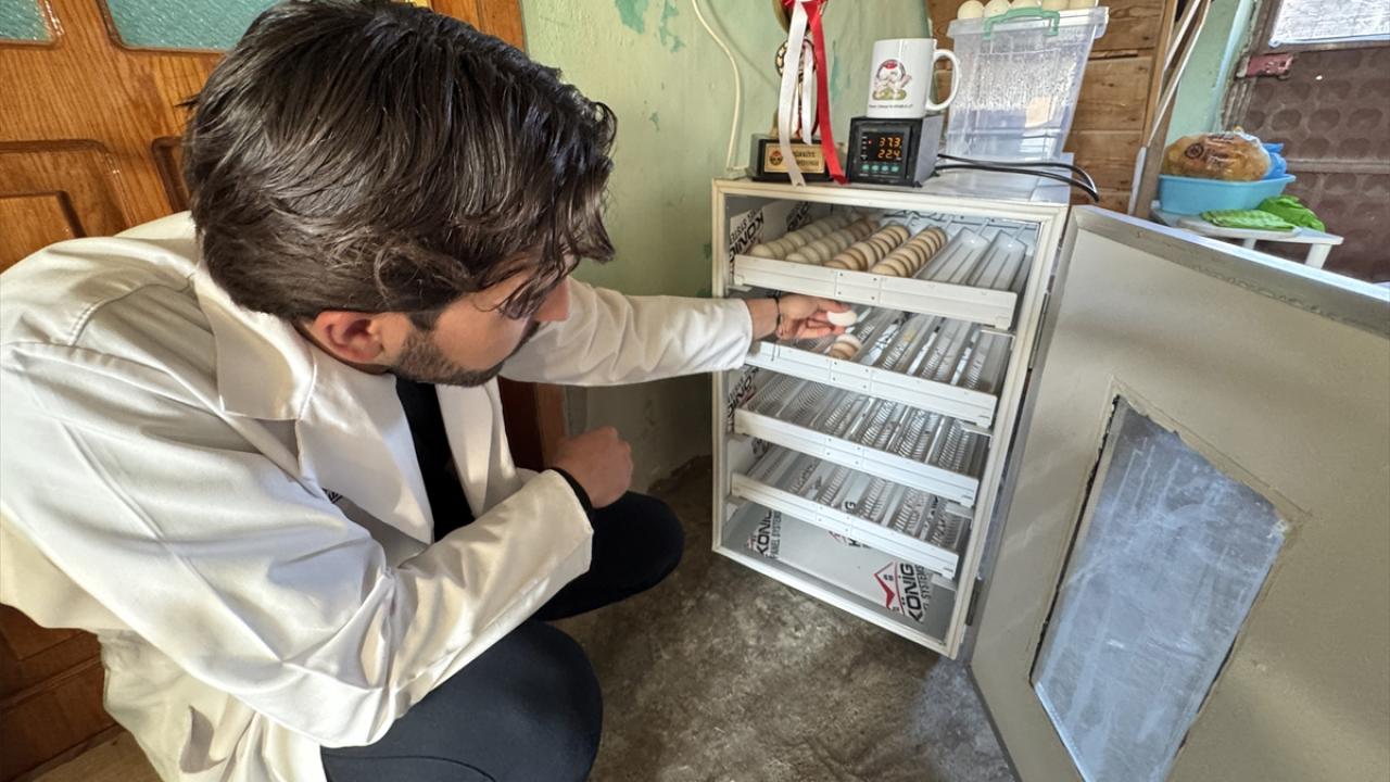 "Yıllardır bu ırk üzerinde renk çalışmaları yapıyoruz"