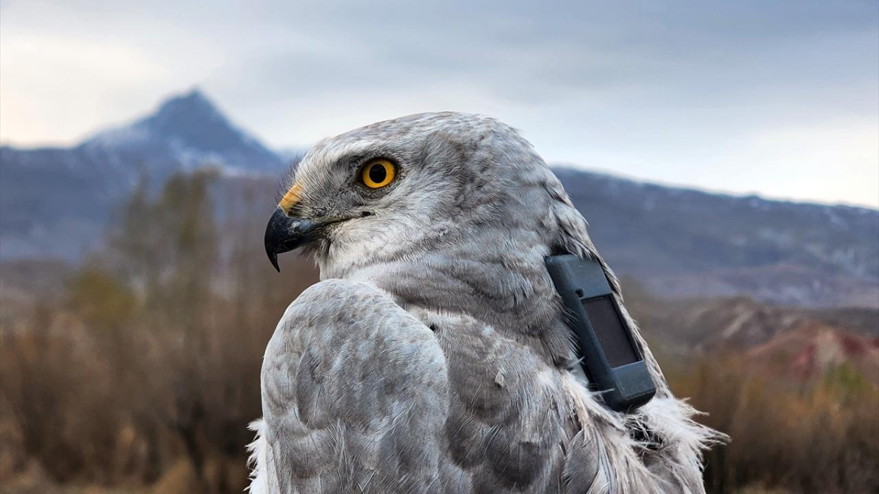 Bozkır delicesi, İdil Nehri`nin Hazar Denizi`ne dökülen havzasına göçtü