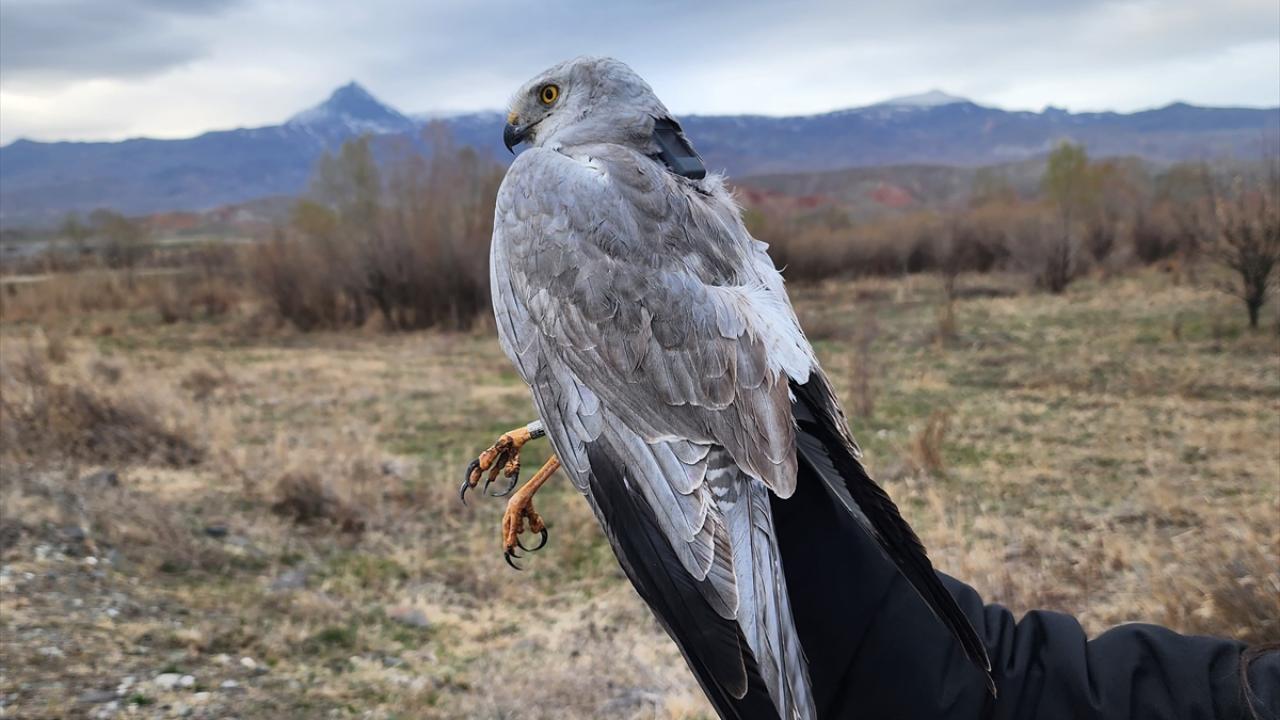 Tepeli guguk, Muş Şenyayla`daki ormanlık alana yerleşti