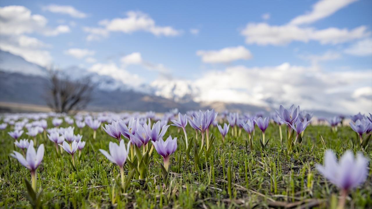 Rengarenk çiçekleri, karlı zirvelerle aynı karede buluşturuyorlar