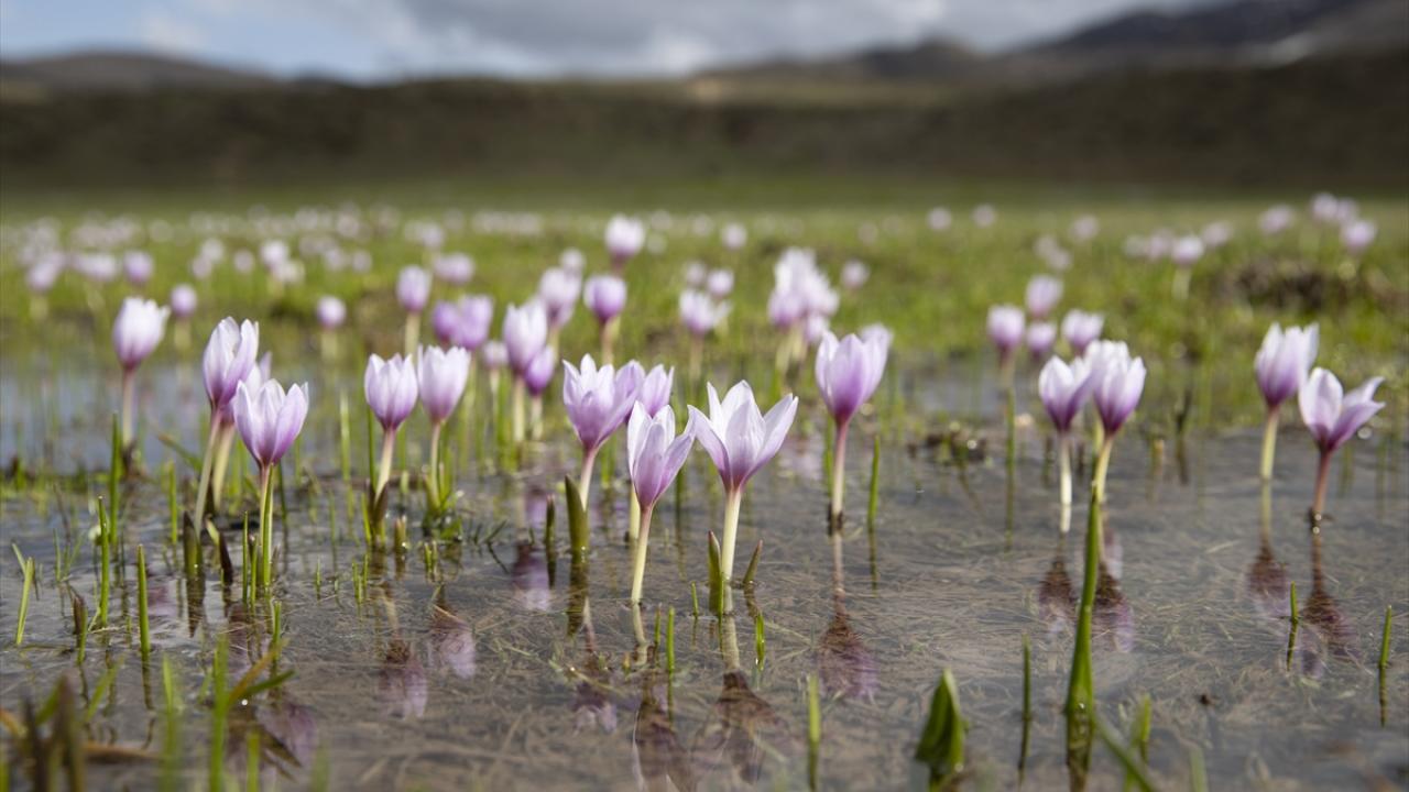 "Kış ve bahar manzaraları bir arada yaşanıyor"