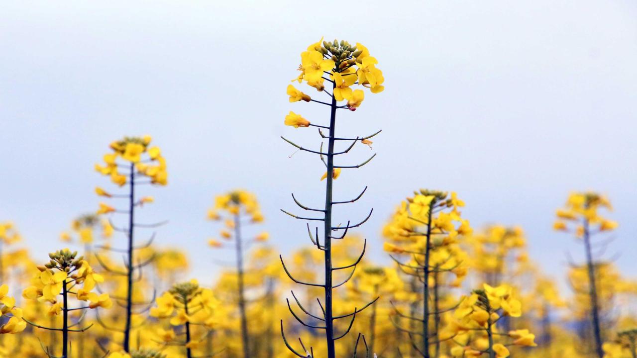 "Kanolaya dönüş var"