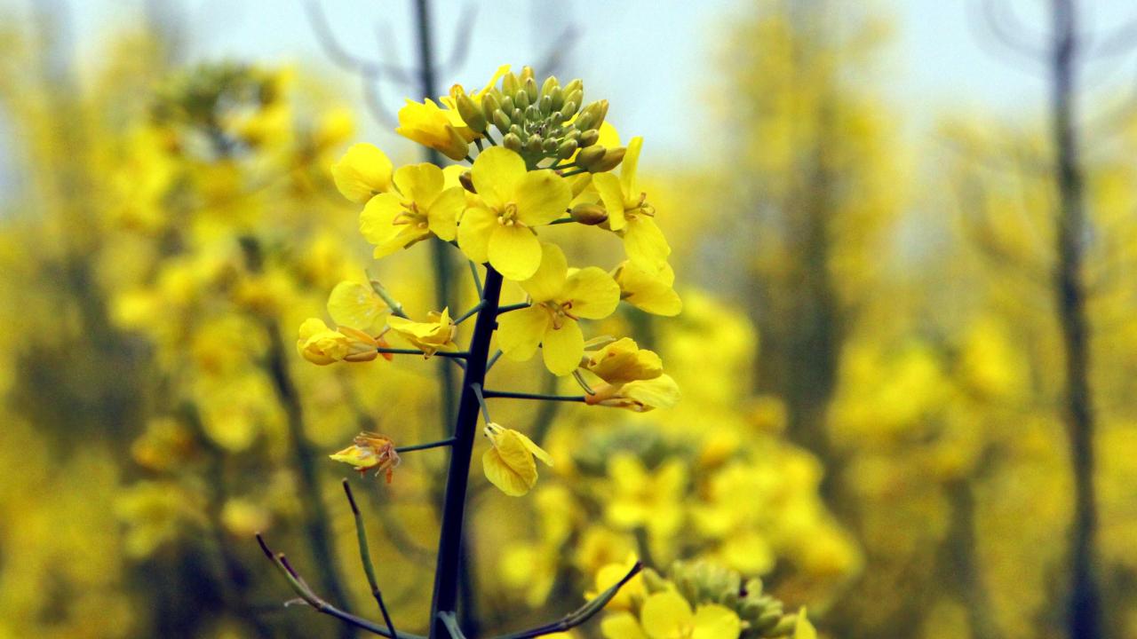 "Erken hasat için ektim"