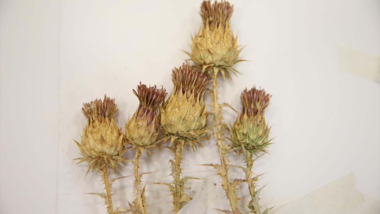 "Bitkiyi uzun süren takip ve çalışmalar sonucu Türkiye florasına kazandırdık"