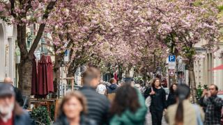 Almanya'da kiraz çiçeği sezonu