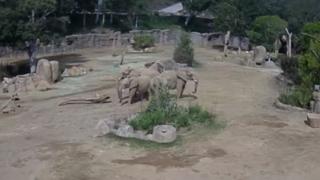 Filler deprem esnasında "alarm çemberi" oluşturdu