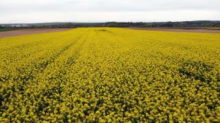 Trakya'nın 'sarı altın çiçeği' kanola, zirai dondan korundu