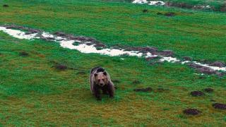 Kış uykusundan uyanan ayı böyle görüntülendi
