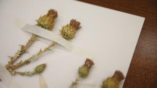 Şırnak'ta bulunan bitki 12 yıllık çalışma sonucu literatüre kazandırıldı