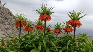 Şirvan'da ters laleler açmaya başladı