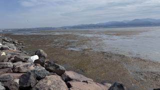 İzmir'de sahilde yosun tabakası oluştu