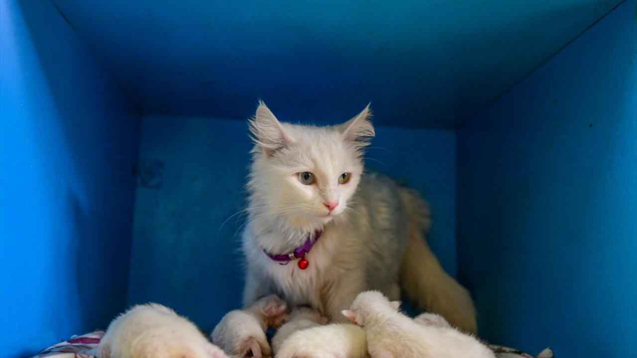 "Çok sayıda yabancı turist ziyaret ediyor"