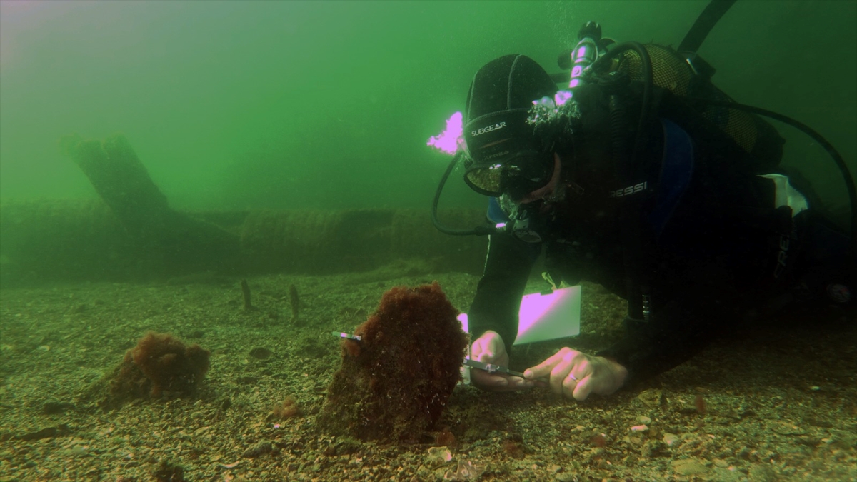 Pina midyeleri saatte 6 litre deniz suyunu temizleyebiliyor