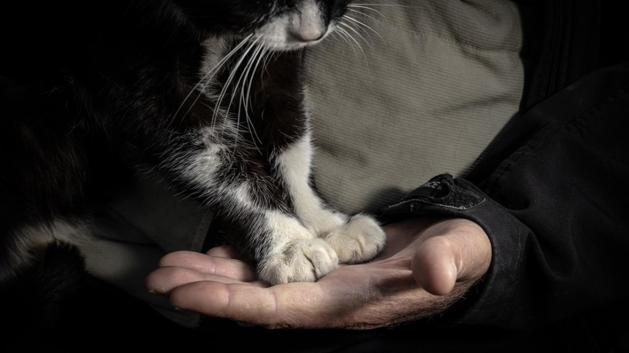 "Buraya başka kedi sokmuyor, yanımda istemiyor, kıskanıyor"