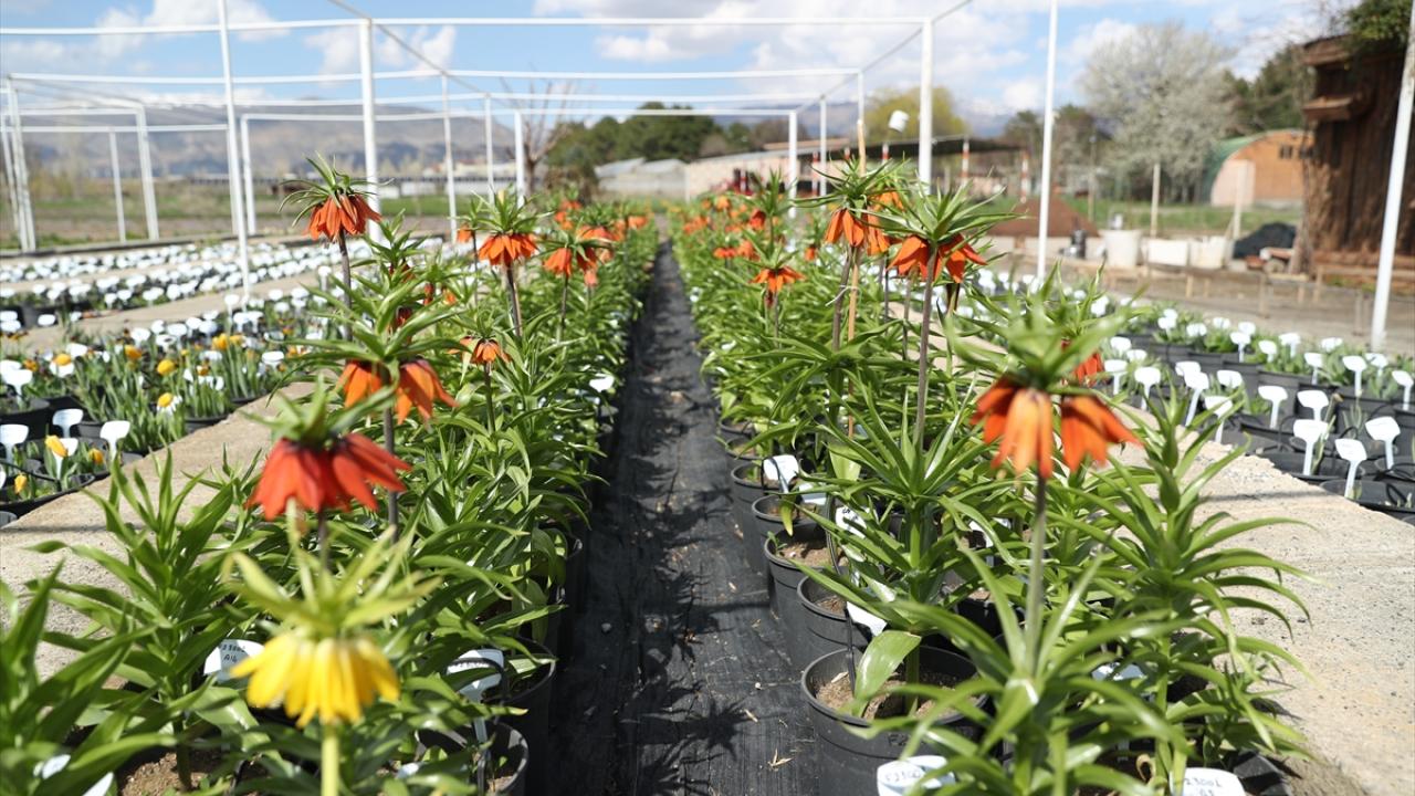 Lale bahçesi, bilimsel yayınlarla yurt dışına açıldı