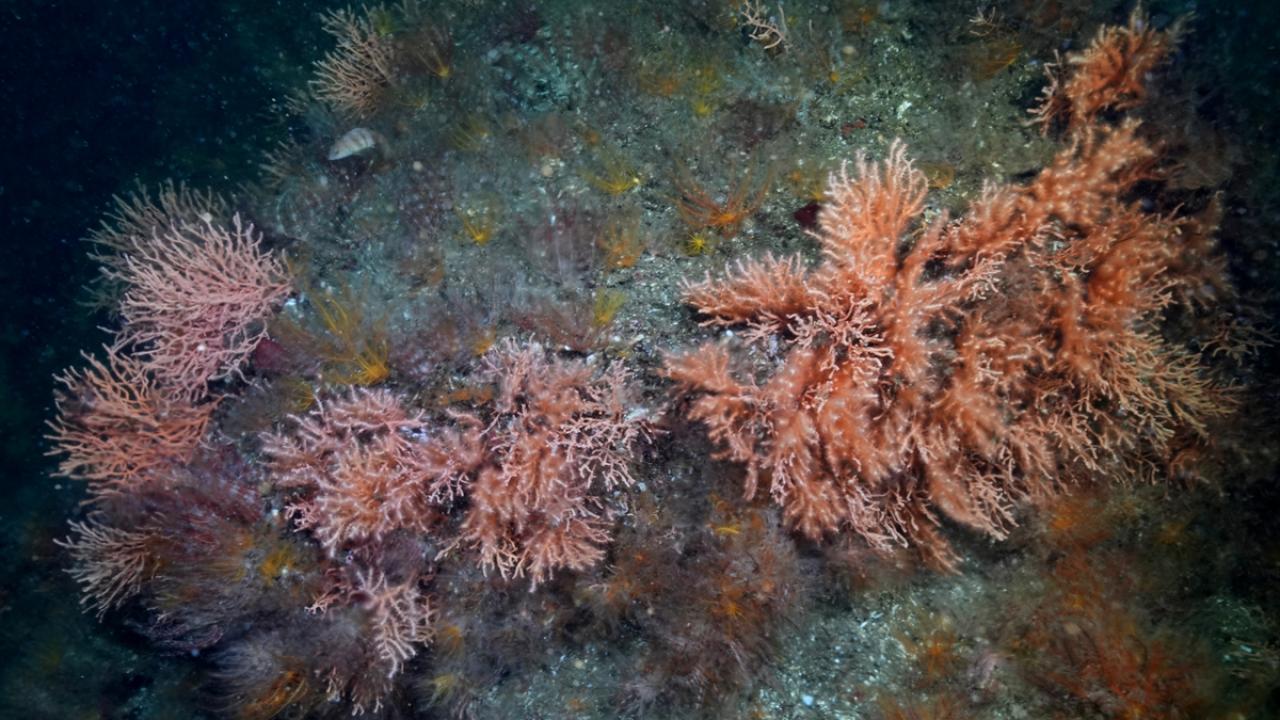 Marmara Denizi'nde popülasyonları artan mercanlar görüntülendi