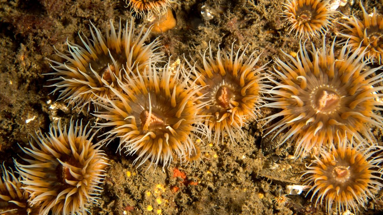 Marmara Denizi'nde popülasyonları artan mercanlar görüntülendi