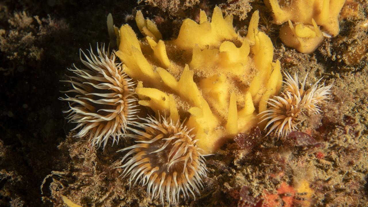 "Taşlı mercan popülasyonu en yoğun Gölcük Ulaşlı`da var"