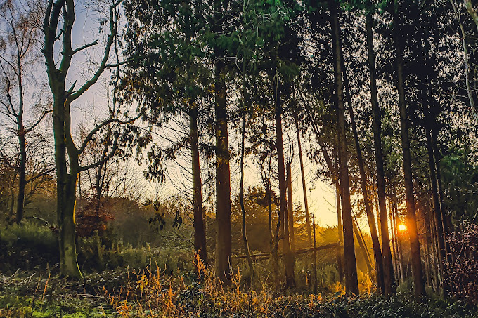 Kingley Vale, Sussex, İngiltere