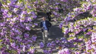 Berlin'de kiraz çiçeği mevsimi