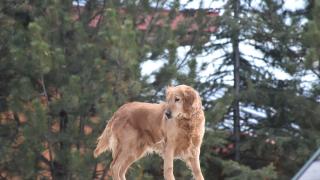 AFAD'ın ödüllü arama kurtarma köpeği: "Çıtır"