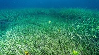Marmara'da müsilajla mücadelede deniz çayırları ve pina midyeleri kullanılacak