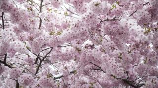 Stockholm'de çiçek açan kiraz ağaçları ilgi çekiyor