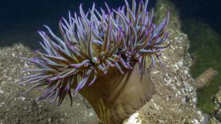 Marmara Denizi'nde popülasyonları artan mercanlar görüntülendi