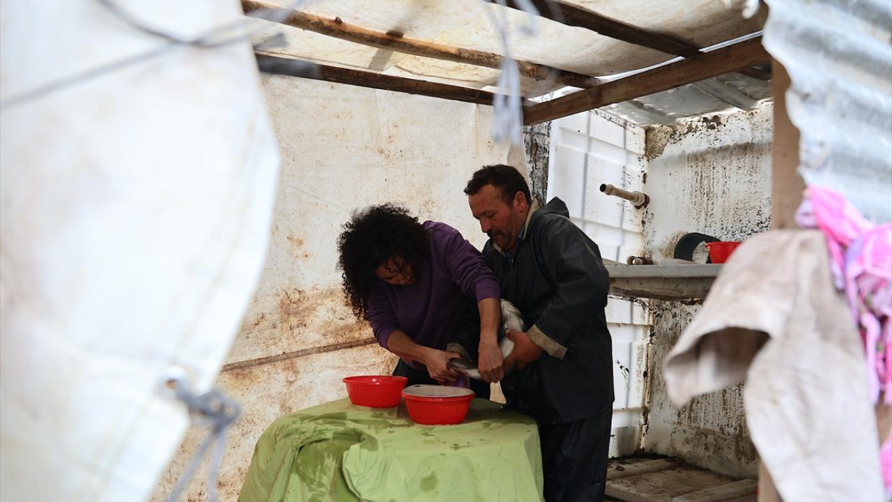 "Yavruları yetiştirme safhasında bir bebek gibi ilgilenmek zorundayız"