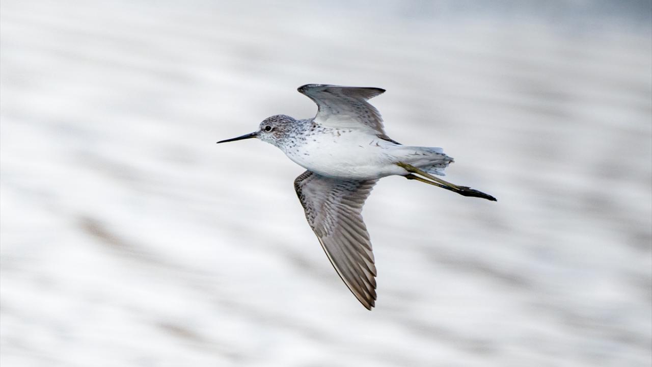 Bataklık Düdükçünü
