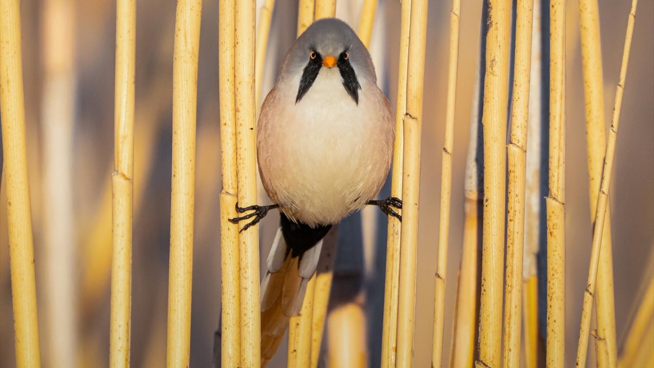 Bıyıklı Baştankara