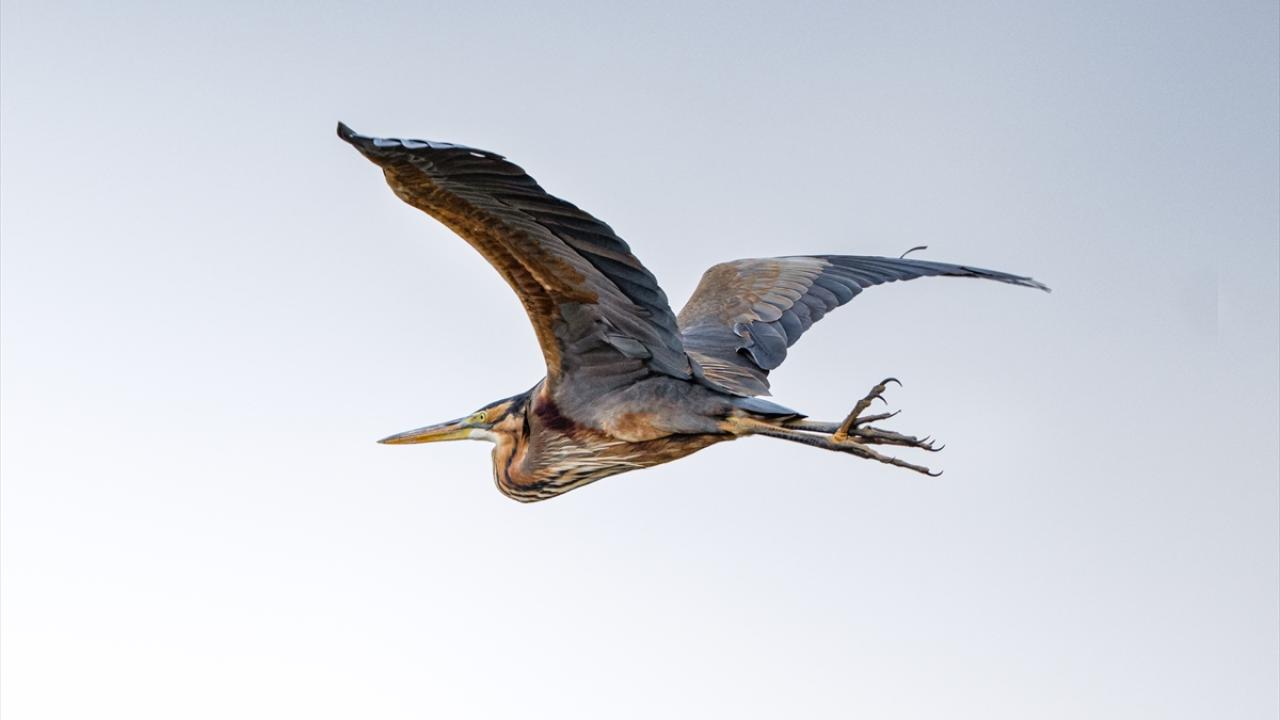 Erguvani Balıkçıl